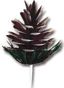Pine Cone Pick