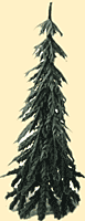 Large Evergreen Tree