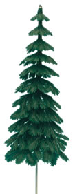 Large Evergreen Fir Tree